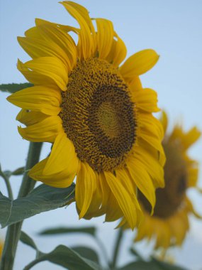 Yüksek kolej kültürünün yetişip mavi gökyüzü arka planına karşı bitkisel yağ ürettiği bir tarlada ayçiçeği şapkası. Köyde sabah manzarası var..