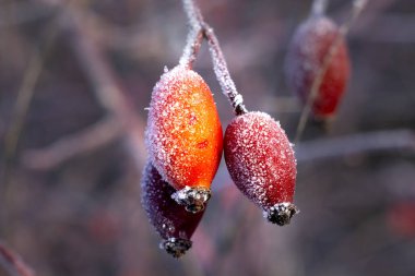 Yaban gülü meyveleri soğuk ve güneşli bir günde soğukla kaplıdır. Bahçede kış.