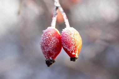 Yaban gülü meyveleri soğuk ve güneşli bir günde soğukla kaplıdır. Bahçede kış.