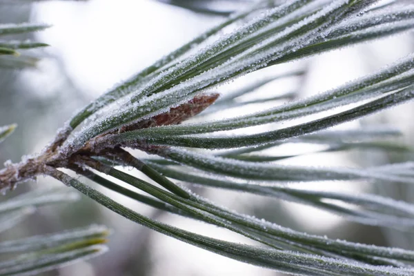 Pine branch covered with hoarfrost in the morning frost in the winter. — Stock Photo, Image