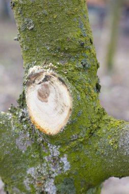 Bahar bahçesinde meyve ağaçları buduyor. Elma ağacının gövdesinde taze kesilmiş dal.