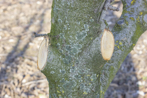 Pruned a tree branch while pruning and clearing old and dry branches in an apple orchard.
