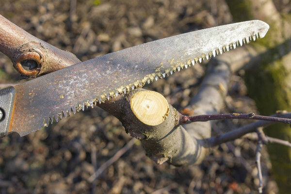 Pruning a branch on an apple tree. Cleaning old and sick branches in the garden.