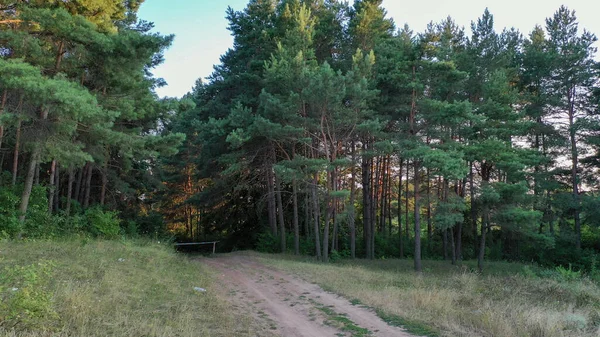 Zamknięte wejście do lasu sosnowego, letni wieczór. — Zdjęcie stockowe