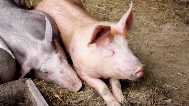 Les porcs reposent dans la grange et se reposent après un repas matinal. Deux porcs dans une ferme familiale .