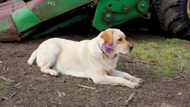 Labrador Pies Spoczywa Pobliżu Kombajnu Trawie Lekki Pies Nasmarowany Fioletowym — Wideo stockowe