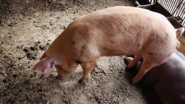 Γουρούνι Σκάβει Στο Βούρκο Και Μασάει Στον Αχυρώνα Της Φάρμας — Αρχείο Βίντεο