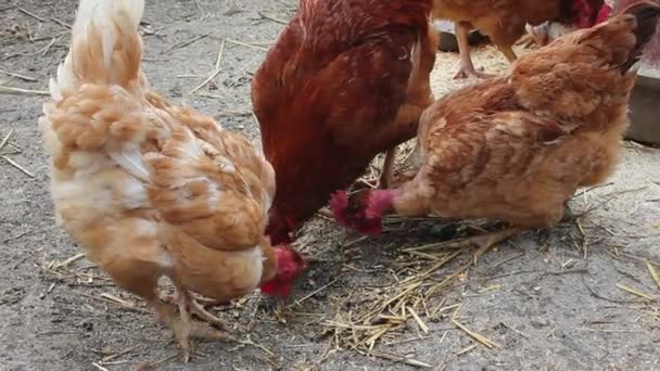 Rode Kippen Graven Samen Met Haan Modder Zoek Naar Voedsel — Stockvideo