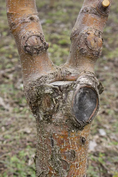 Macieira Enxertada Local Enxertia Cicatrização Feridas Árvore Trabalhos Primavera Sobre — Fotografia de Stock