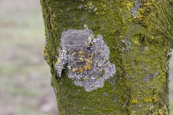 Líquen Mancha Tronco Árvore Maçã Com Musgo Verde Doença Árvore — Fotografia de Stock