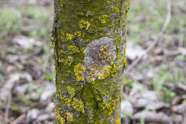 Líquen Mancha Tronco Árvore Maçã Com Musgo Verde Doença Árvore — Fotografia de Stock