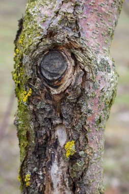 Meyve Ağacı Kara Kanseri, ağacı etkileyen ve ölümüne yol açan mantar sphaeropsis malorum gagasından kaynaklanır. Meyveye ve elma kabuğuna zarar veren tartışmalar.