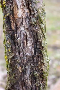 Meyve Ağacı Kara Kanseri, ağacı etkileyen ve ölümüne yol açan mantar sphaeropsis malorum gagasından kaynaklanır. Meyveye ve elma kabuğuna zarar veren tartışmalar.