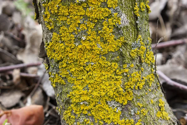 Tronco Del Árbol Frutal Del Manzano Está Cubierto Musgo Que —  Fotos de Stock