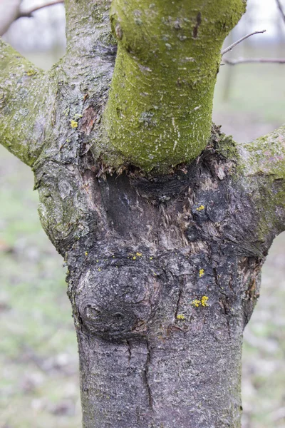 Doença Árvore Fruto Câncer Preto Causado Pelo Fungo Sphaeropsis Malorum — Fotografia de Stock