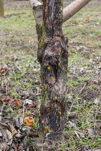 Afetado Pelo Fungo Árvore Câncer Preto Doença Sphaeropsis Malorum Peck — Fotografia de Stock