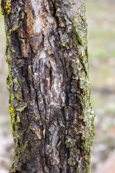 Хвороба Плодового Дерева Яблуко Чорний Рак Викликається Грибком Sphaeropsis Malorum — стокове фото