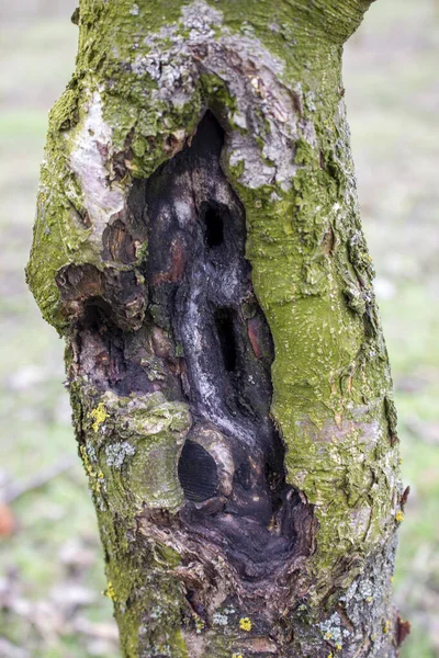 Doença Árvore Fruto Câncer Preto Causado Pelo Fungo Sphaeropsis Malorum — Fotografia de Stock