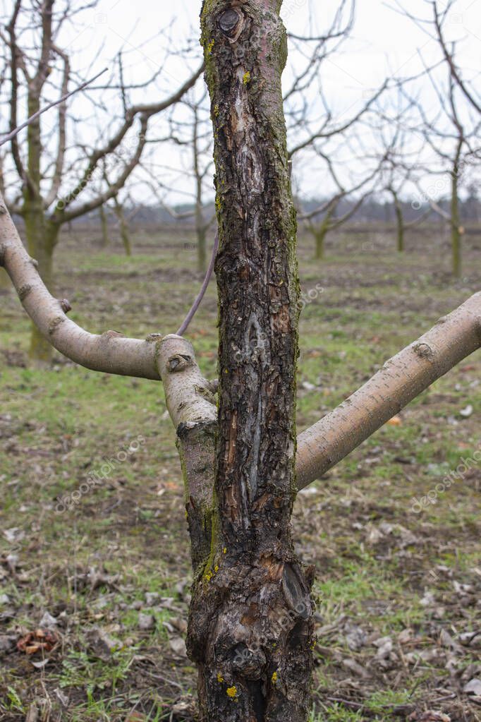 Affected by the fungus of black cancer tree, disease sphaeropsis malorum peck apple tree from which wounds of branches and trunk are formed. A tree that dies from a fungal infection.