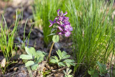 Corydalis Soda, ormanda bahar çiçekleri yetişir. Yeşil çimenler arasında mor çiçekler.