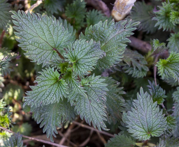 Ortie Médicinale Une Jeune Pousse Verte Herbe Pour Fabrication Médicaments — Photo