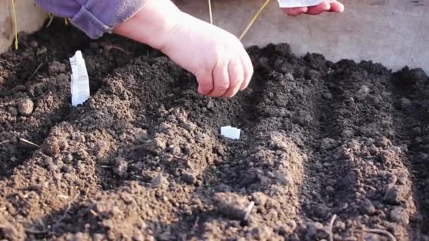 Mano Del Agricultor Siembra Semillas Hortalizas Suelo Invernadero Preparado Para — Vídeos de Stock