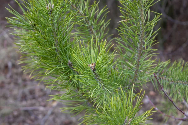 Dennenboom Een Kleine Boom Het Bos — Stockfoto