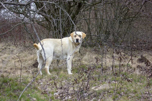 犬のラブラドール取得春に乾燥した草の上に古い庭で古い枯れ木の枝の後ろから外を見る — ストック写真