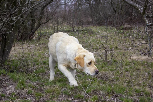 今年春天 拉布拉多猎犬在公园里的老树旁嗅草 寻找踪迹 — 图库照片