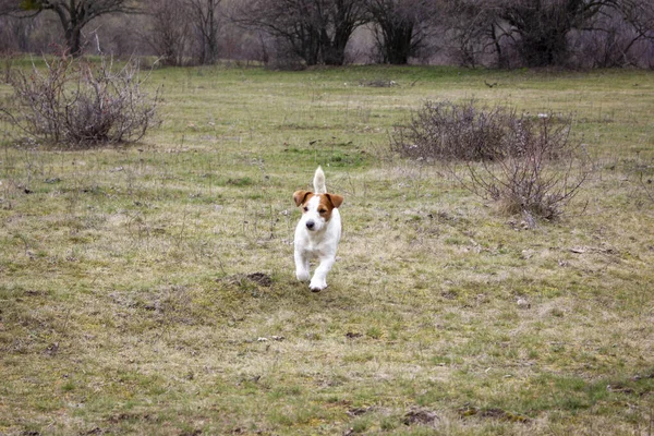狗Jack Russell Terrier在春天的花园里玩的很开心 — 图库照片