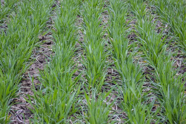 春天田里一排排冬小麦的绿色背景 — 图库照片