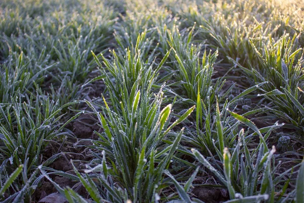 Colture Invernali Grano Danneggiato Gelate All Inizio Della Primavera Piante — Foto Stock