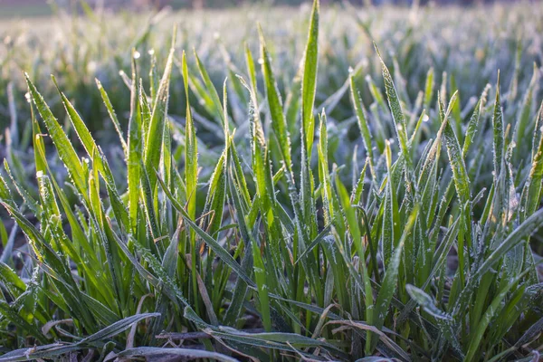 Zimní Plodiny Pšenice Poškozená Ranými Jarními Mrazy Zmrazené Rostliny Louce — Stock fotografie