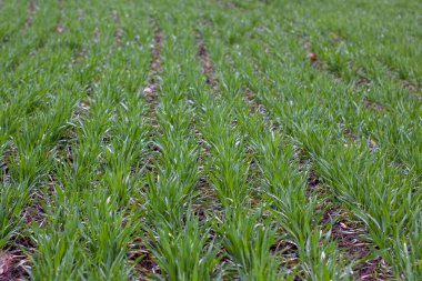 Kış buğday tarlaları ve yağmur üstüne çiğ. Yağmur mevsiminden sonra hastalıksız ve zararsız bahar aylarında tahıl mahsulleri.
