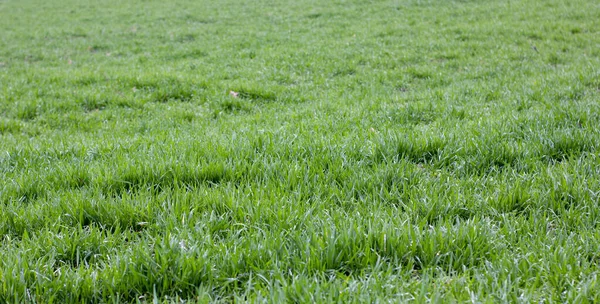 Contexte Jeune Blé Hiver Épais Herbe Verte Épaisse Fraîche Printemps — Photo