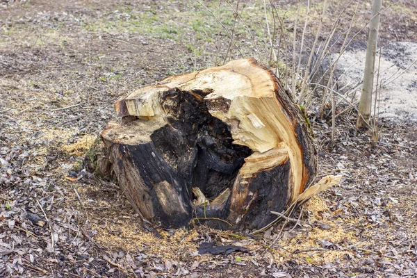 Tronco Uma Árvore Velha Saudável Apenas Cortado Após Incêndio — Fotografia de Stock