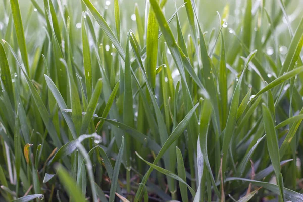 Grüner Weizen Treibt Nach Regen Frühjahr Mit Tau Aus — Stockfoto