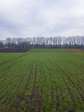 İlkbaharda orman şeridi yakınlarındaki bir dereye ekin ekmek için ekili küçük tarlalar ve plantasyonlar..