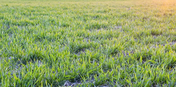 Hintergrund Auf Einem Feld Mit Jungen Weizen Den Frühen Morgen — Stockfoto