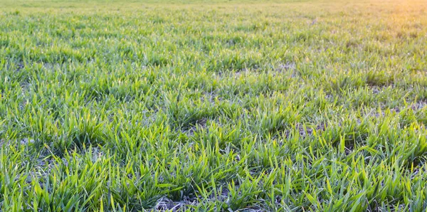 Sullo Sfondo Campo Grano Giovane Mattino Presto Tarda Notte Una — Foto Stock