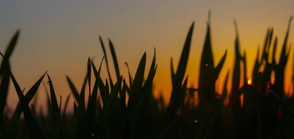 Morning Red Sun Grass Silhouettes Defocus Drops Morning Dew Orange — Stock Photo, Image