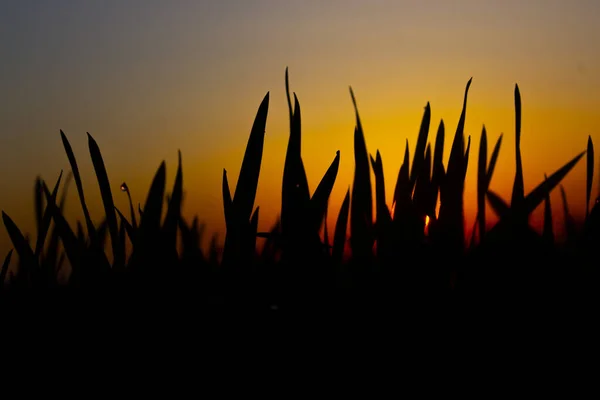 Morgenrote Sonne Und Grassilhouetten Defokussierung Mit Tropfen Morgentau Auf Orangefarbenem — Stockfoto