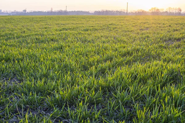 Feld Junger Grüner Weizen Frühling Mit Heller Morgensonne Und Tau — Stockfoto