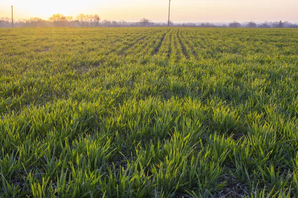 一排排的青小麦在户外生长 农业工作以控制作物的生长 — 图库照片