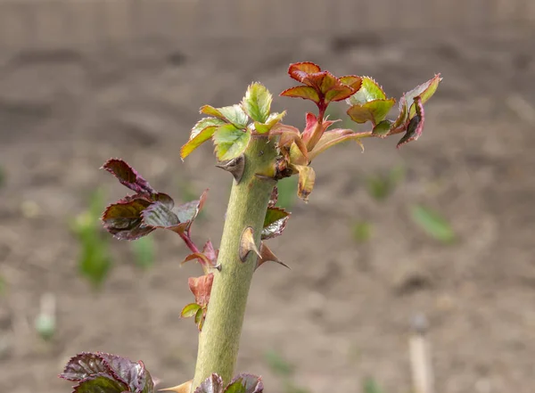 Tige Buisson Fleurs Rose Germe Printemps Avec Jeunes Feuilles Fleurissant — Photo