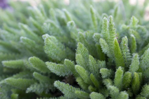 Arbusto Joven Milenrama Achillea Millefolium Planta Medicinal Producción Aceite Esencial —  Fotos de Stock