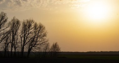 Ağaç siluetleri ve parlak turuncu akşam güneşi.