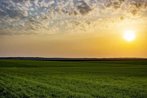 Schöner Sonnenuntergang Über Grünen Weizenfeldern Und Über Feldern Die Für — Stockfoto