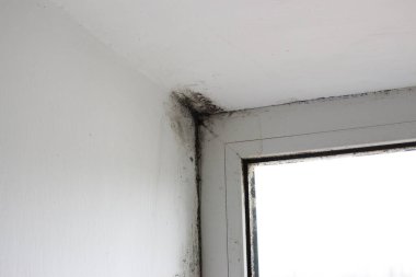 Stachybotrys chartarum veya siyah küf, zehirli küf. Pencerelerin yakınındaki bir evde, yamaçlarda küf var..