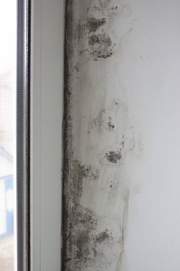 Stachybotrys chartarum or black mold, toxic mold. Mold on slopes in a house near windows that let in moisture. clipart